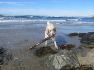 Hundestrand Del Mar