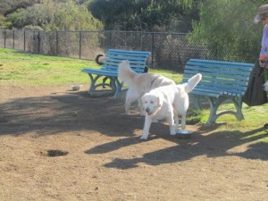 Jamie am Hundeplatz