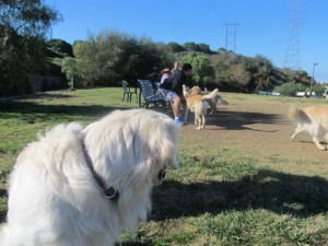 Jamie am Hundeplatz