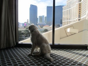 IMG_3374