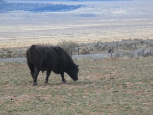 IMG_0733