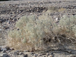 IMG_1985