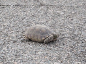 IMG_2070