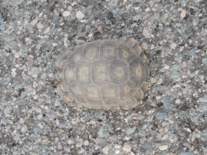 IMG_2073