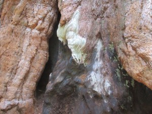 IMG_2470