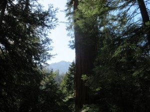 IMG_2654