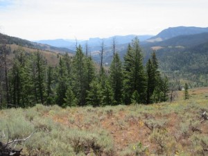 IMG_5445