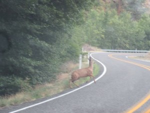 IMG_5786