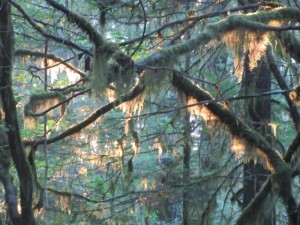 IMG_6133