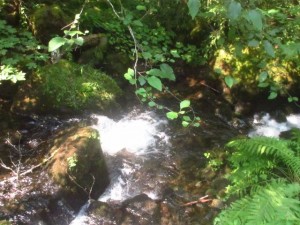IMG_6818