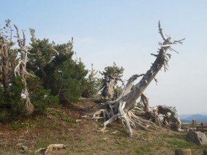 IMG_7026